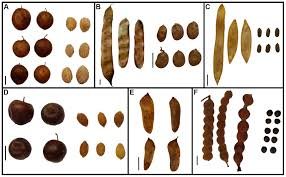 Forestry Plants Seeds
